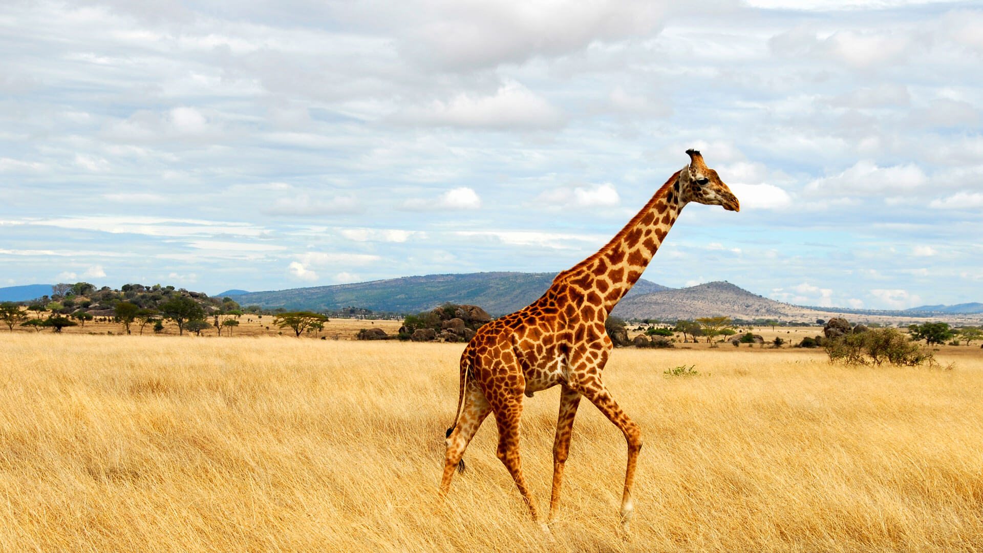 Image Slider No: 4 7 Days Kenya Adventure Safari