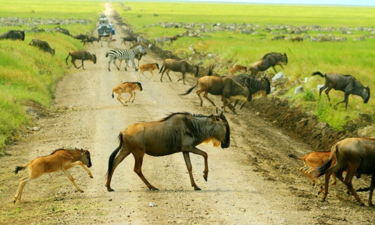 SlideShow Image number: 3 Latest News - Discover the Magic: Join Our 4-Day Tanzania Camping Safari – Only $1100!