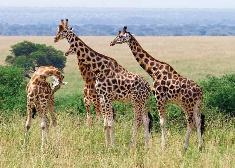 SlideShow Image number: 5 Tanzania Safari - Why Should You Go for a Tanzania Safari? – 6 Reasons to Choose a Tanzania Safari Package