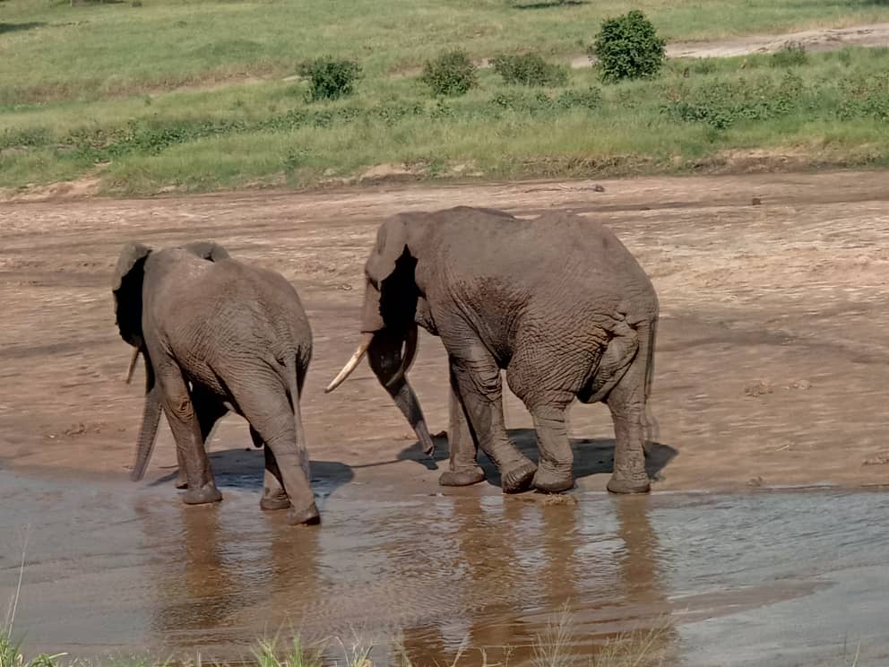 Image Slider No: 3 7 Days Tanzania Lodge Safari