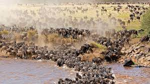 SlideShow Image number: 5 Travel Tips - Discovering the Wonders of Tanzania's Northern Circuit Safari: A Journey of Awe and Amazement