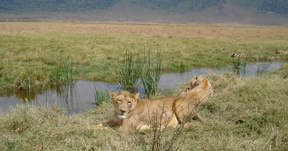 Image Slider No: 3 7 Days Luxury Tanzania Safari