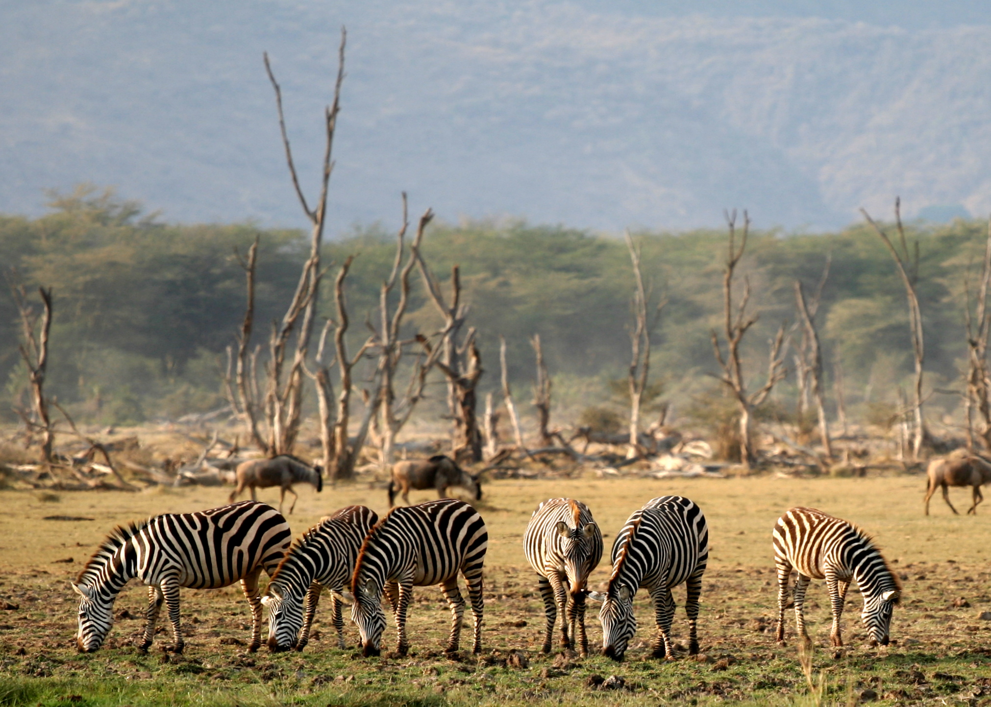 SlideShow Image number: 1 Travel Tips - Discovering the Wonders of Tanzania's Northern Circuit Safari: A Journey of Awe and Amazement