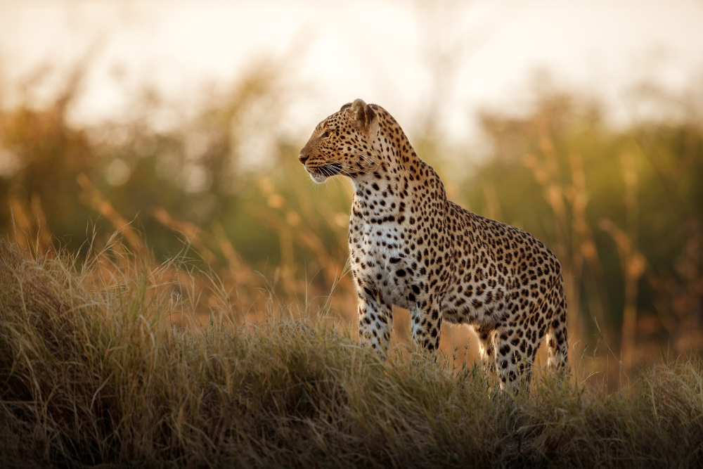 Image Slider No: 2 5-Day Luxury Fly-In Tanzania Safari – Serengeti & Ngorongoro Crater