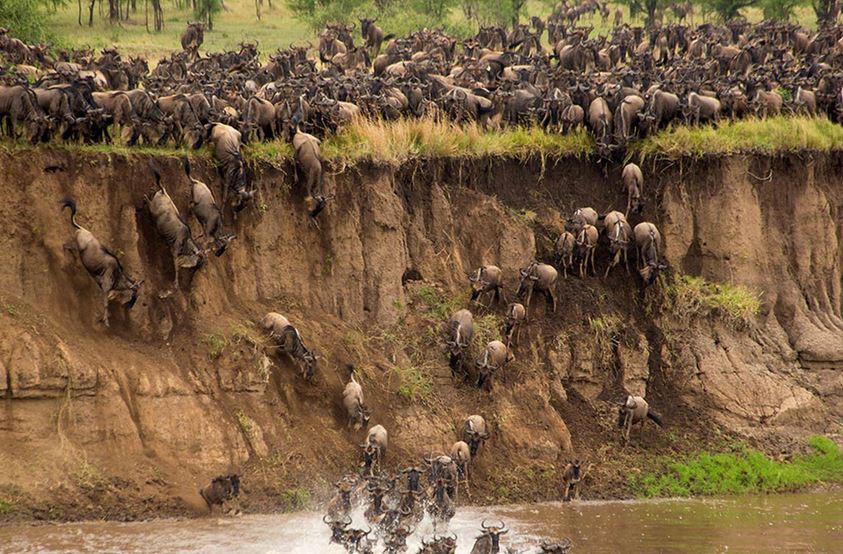 SlideShow Image number: 7 Wild Places - The Great Wildebeest Migration in the Serengeti 
