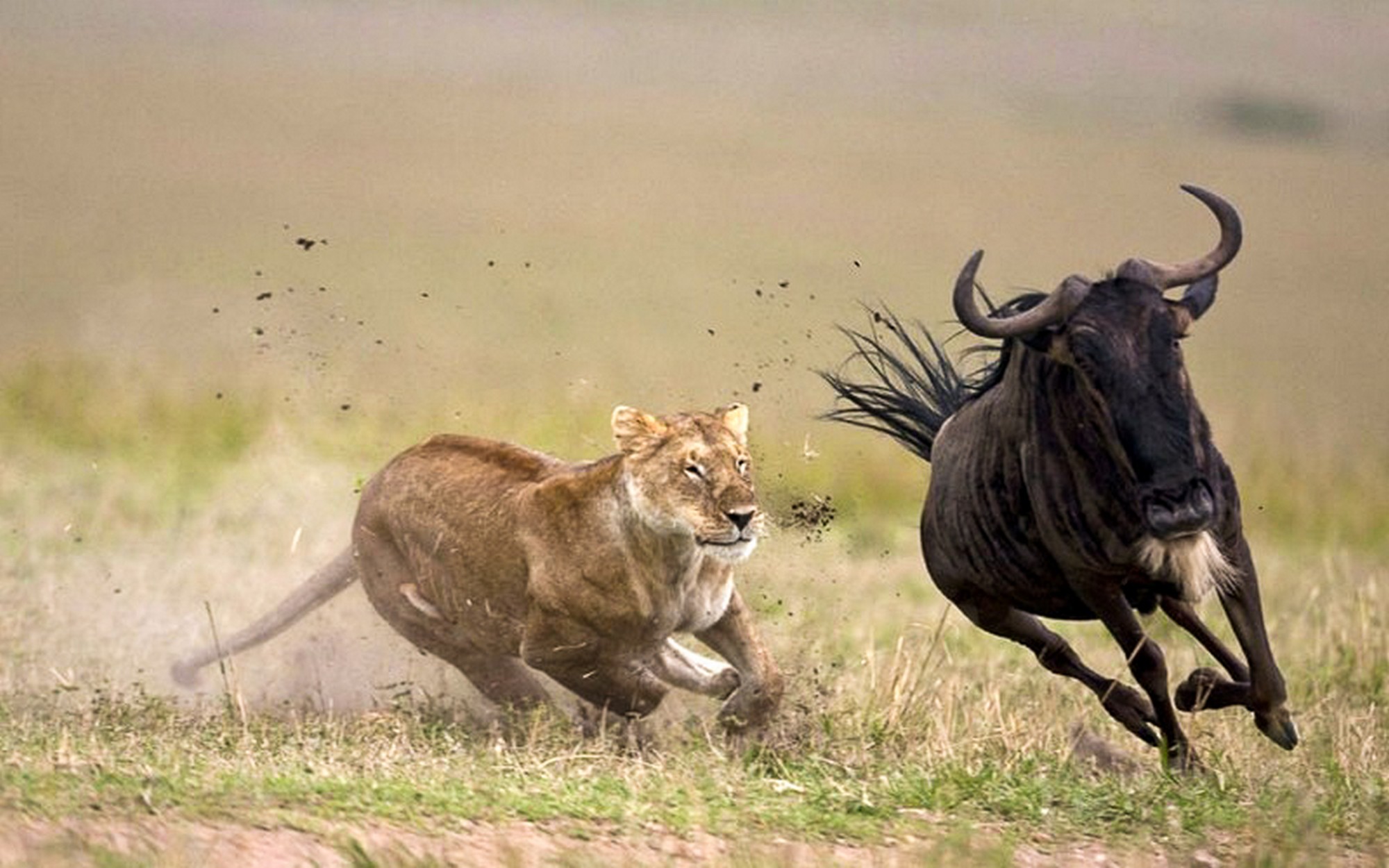 Image Slider No: 3 6 Days Wildebeest Migration Safari