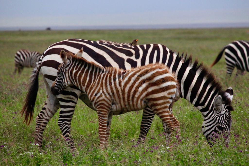 SlideShow Image number: 7 Wild Places - 10 Interesting Facts About Serengeti National Park