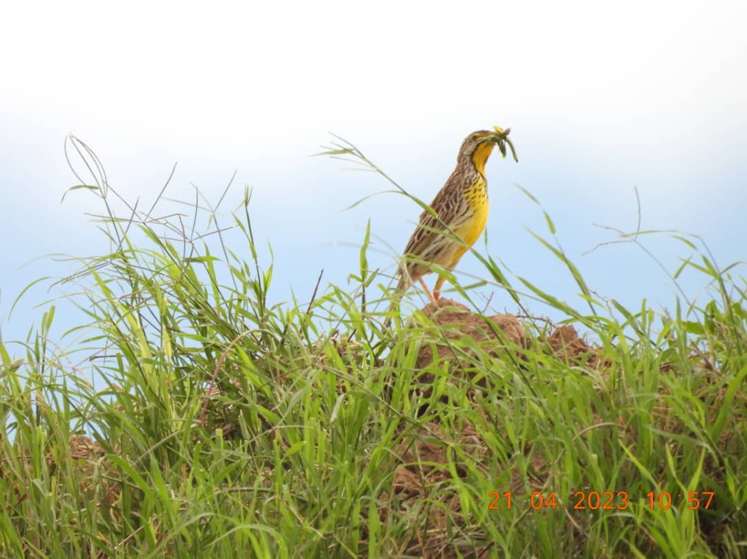 Image Slider No: 10 7 Day The Royal Serengeti Escape