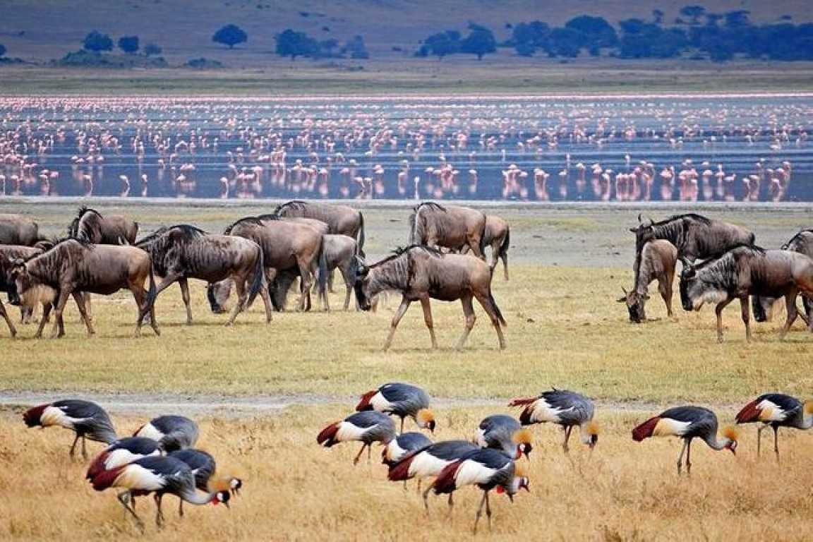 Image Slider No: 3 5 Days Tanzania Camping Safari: Tarangire, Serengeti, and Ngorongoro