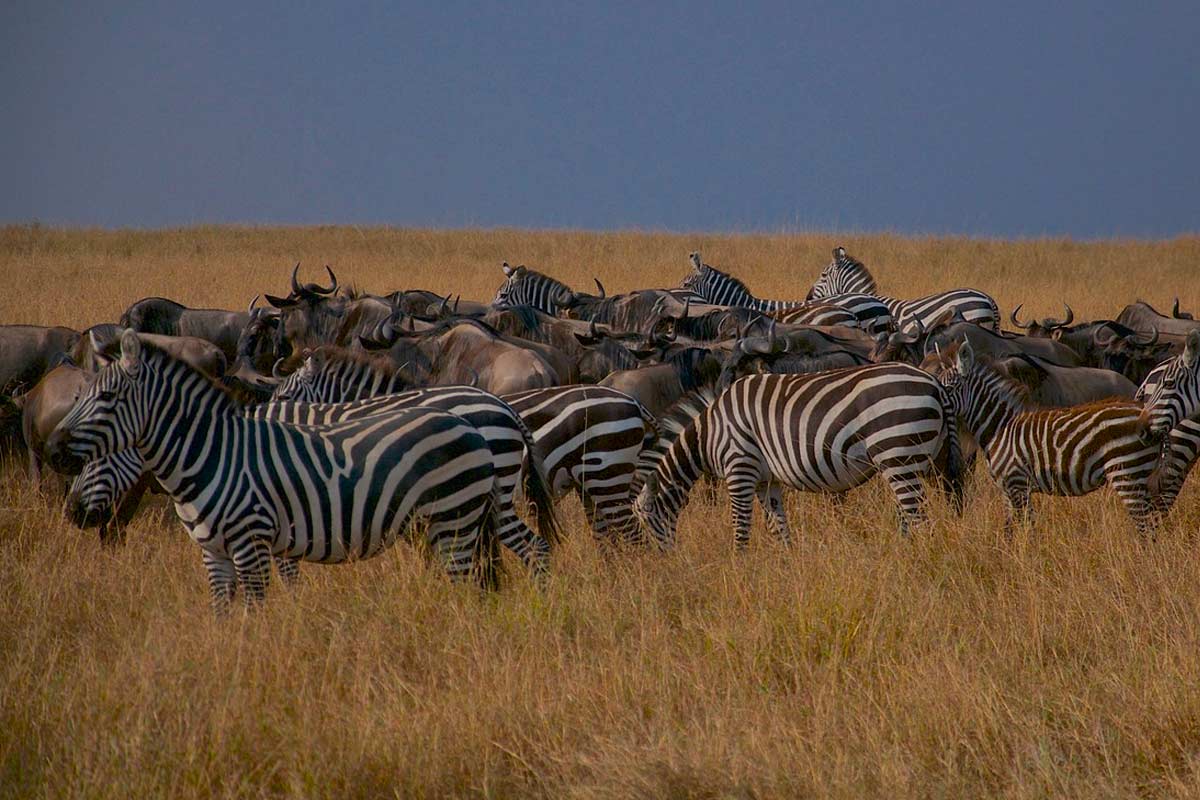 SlideShow Image number: 5 Tanzania Safari - Tanzania Safari: Your Ultimate Guide to an Unforgettable Adventure
