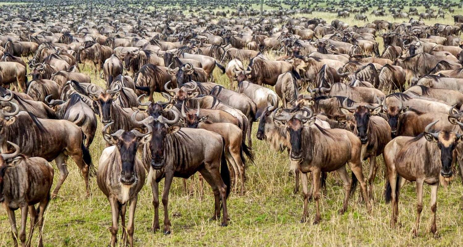 Image Slider No: 1 8 Days Best Serengeti Migration Safari