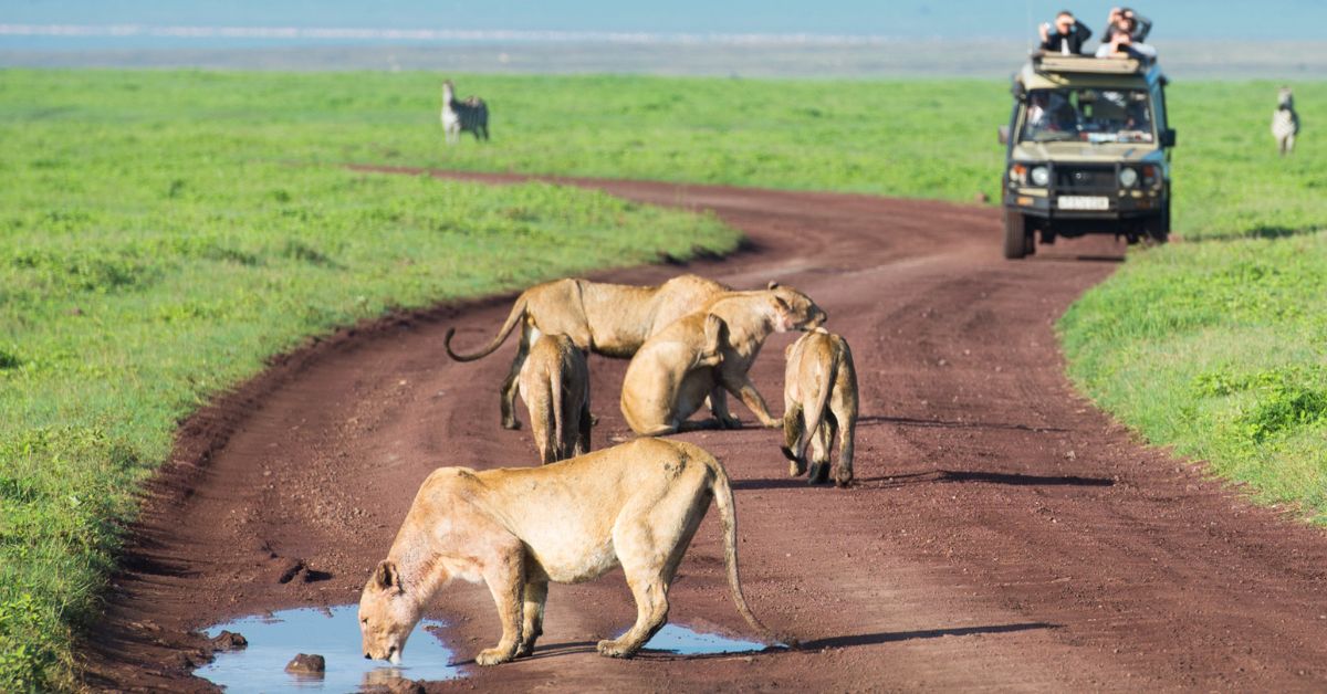 SlideShow Image number: 3 Latest News - Discover the Magic: Join Our 4-Day Tanzania Camping Safari – Only $1100!