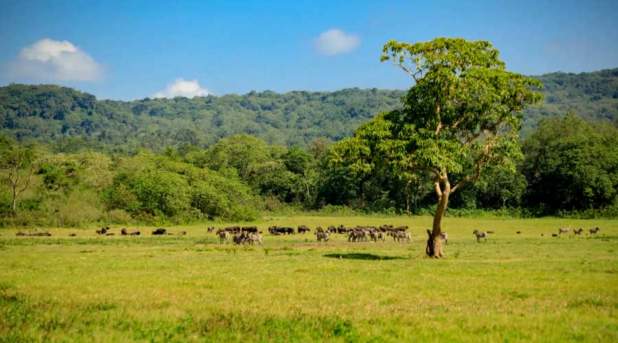 SlideShow Image number: 4 Wild Places - 10 Interesting Facts About Serengeti National Park