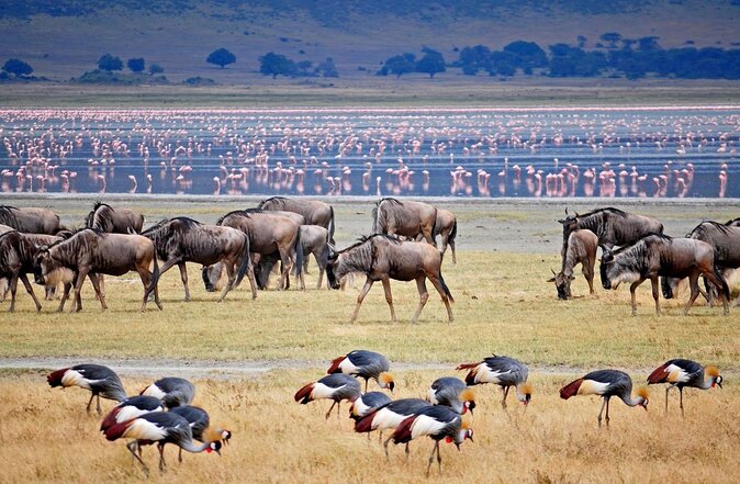 SlideShow Image number: 3 Travel Tips - Discovering the Wonders of Tanzania's Northern Circuit Safari: A Journey of Awe and Amazement