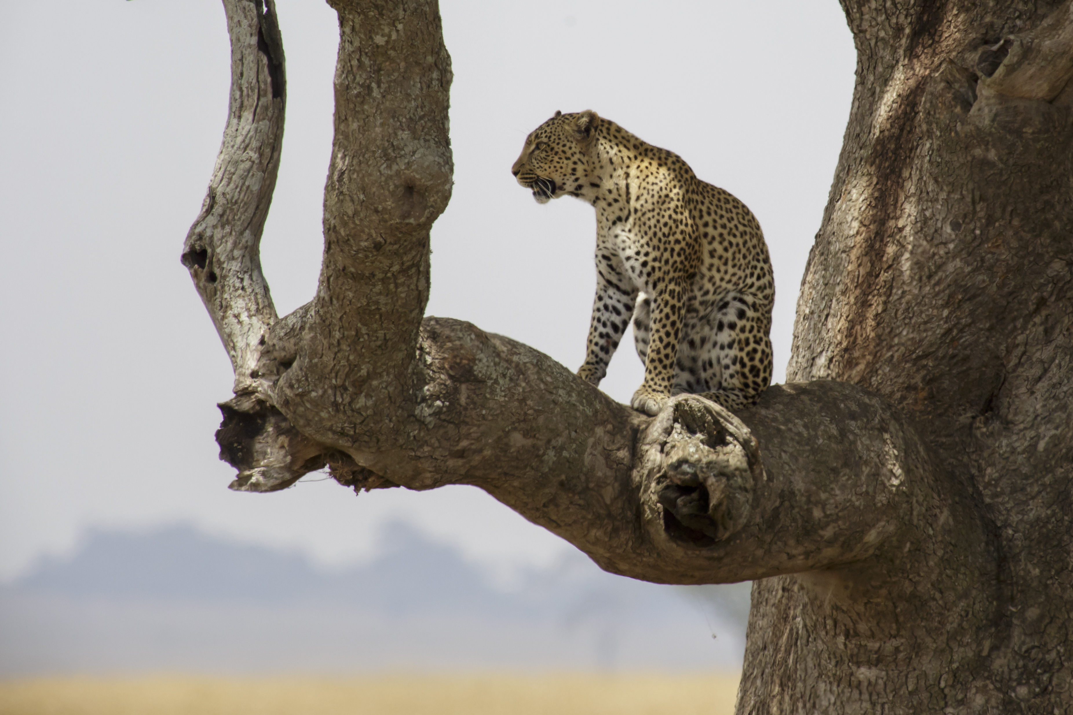 Image Slider No: 3 Embark on a Thrilling Big Five Safari in Tanzania with Lindo Travel & Tours