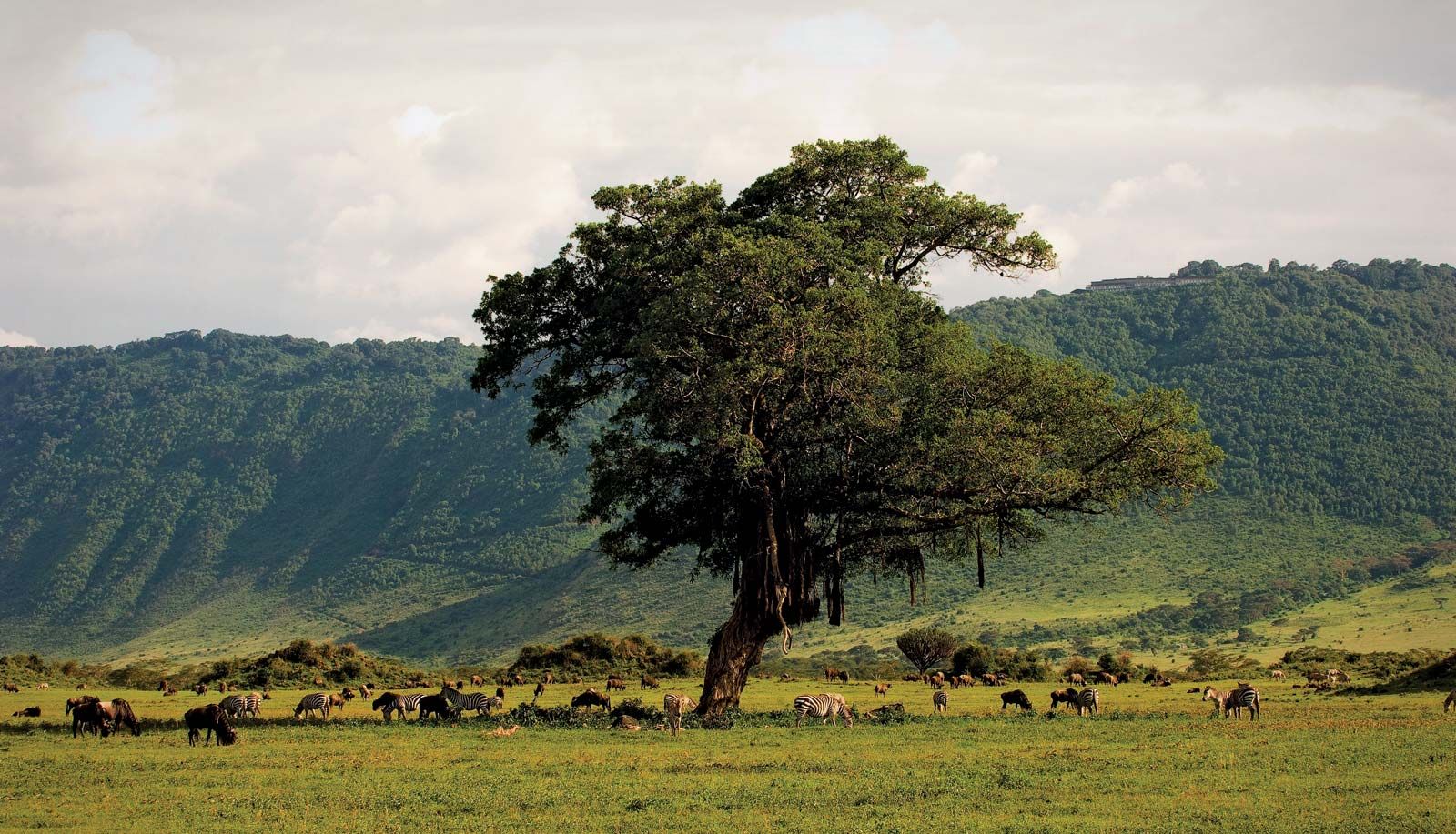 Image Slider No: 4 6-Day Budget Camping Safari in Tanzania – Tarangire, Serengeti & Ngorongoro