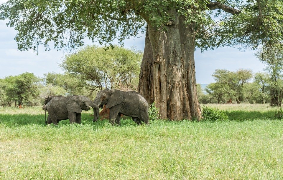 SlideShow Image number: 3 Travel Tips - Discovering the Wonders of Tanzania's Northern Circuit Safari: A Journey of Awe and Amazement