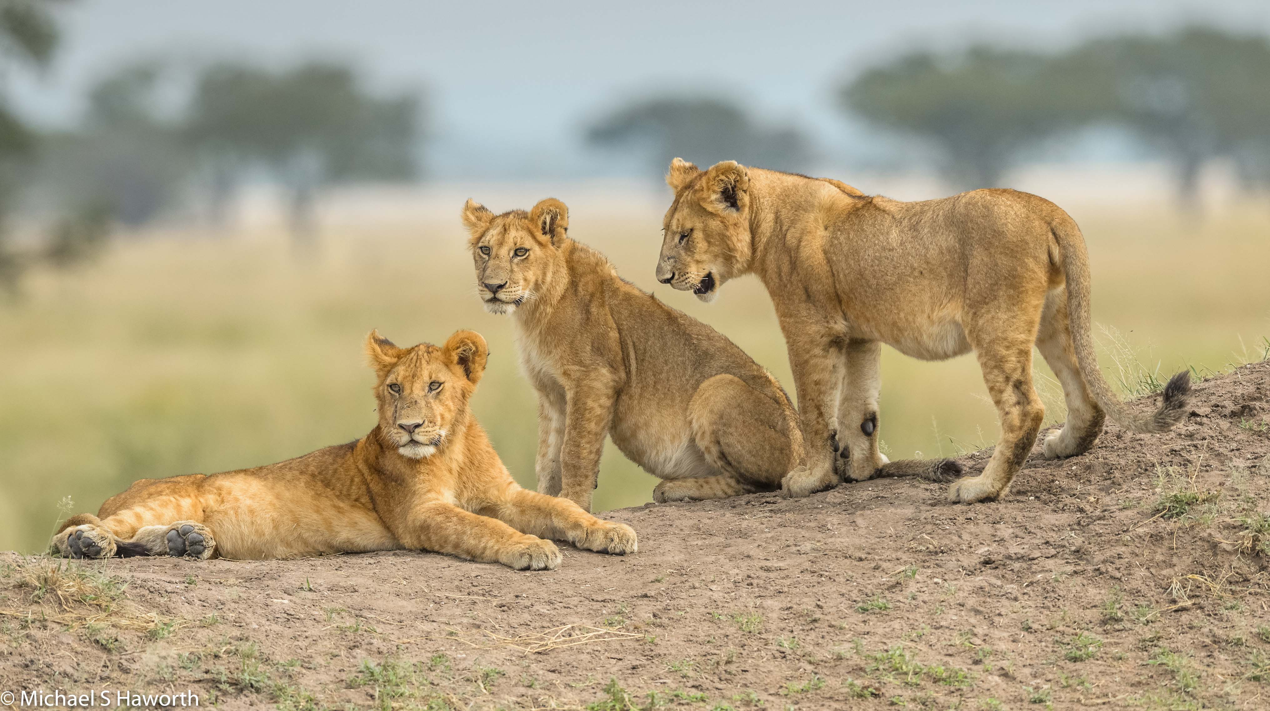 Image Slider No: 5 13 Days Full Packed Private Guided Safari Tour
