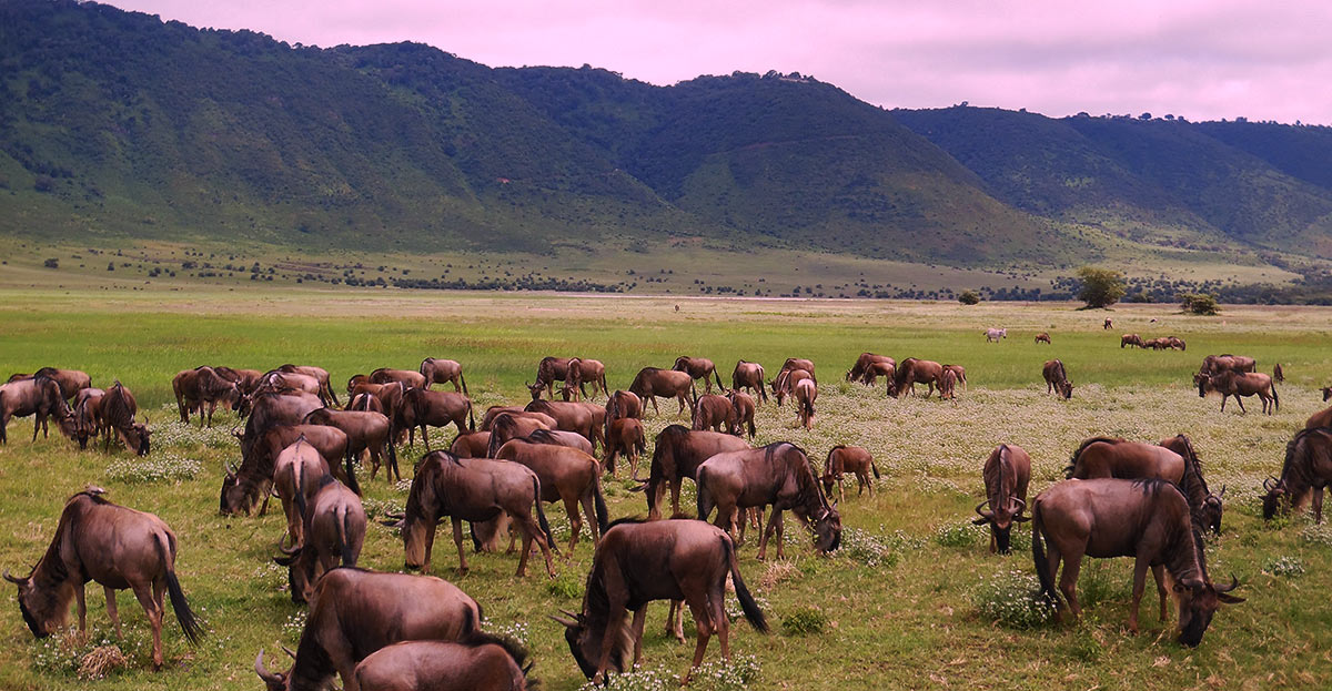 Image Slider No: 2 6 Days Wildebeest Migration Safari
