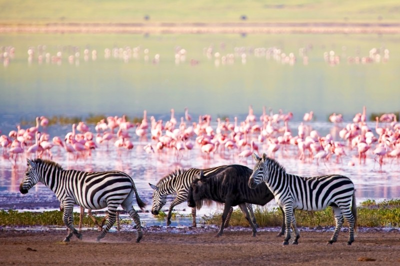 SlideShow Image number: 6 Wild Places - 10 Interesting Facts About Serengeti National Park