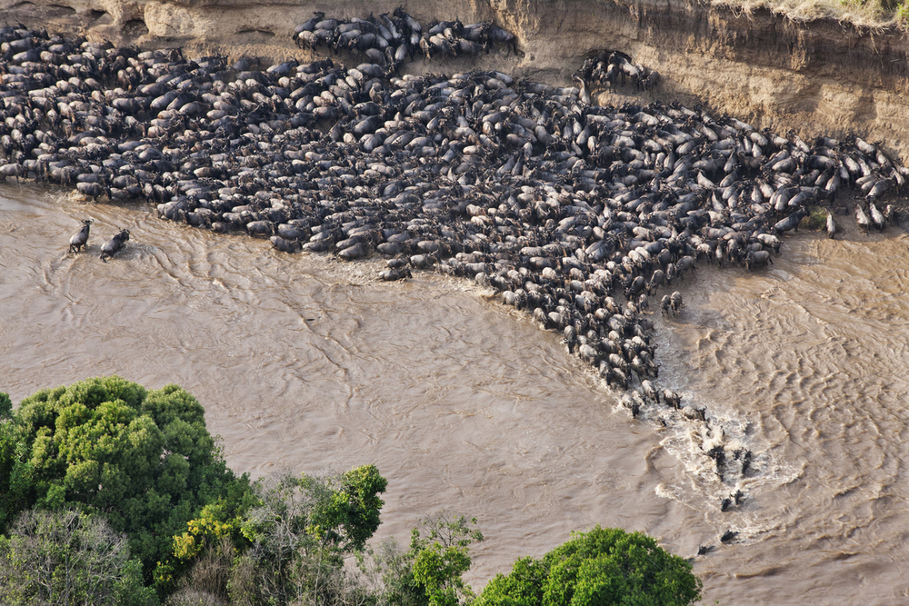 SlideShow Image number: 8 Wild Places - The Great Wildebeest Migration in the Serengeti 