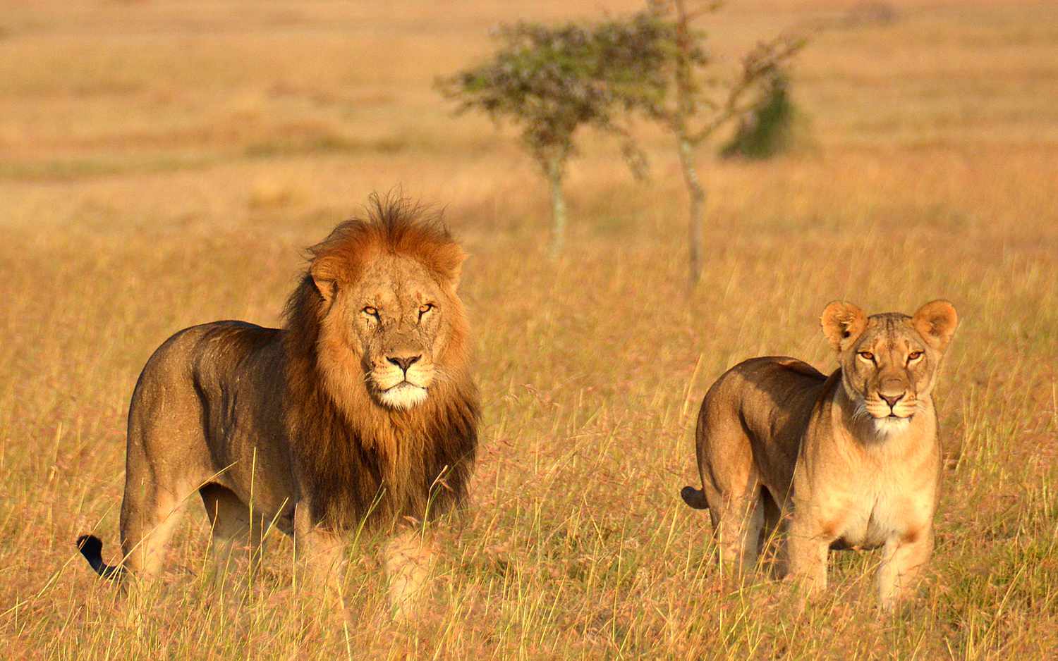 SlideShow Image number: 6 Travel Tips - Discovering the Wonders of Tanzania's Northern Circuit Safari: A Journey of Awe and Amazement