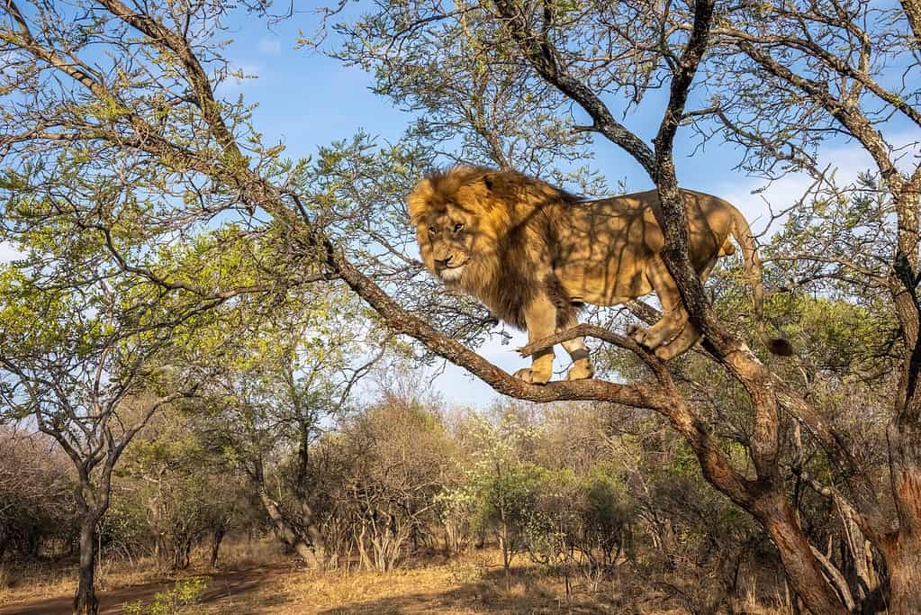 SlideShow Image number: 1 Travel Tips - Is Kenya or Tanzania Safari Better? Here’s Why Tanzania Takes the Crown