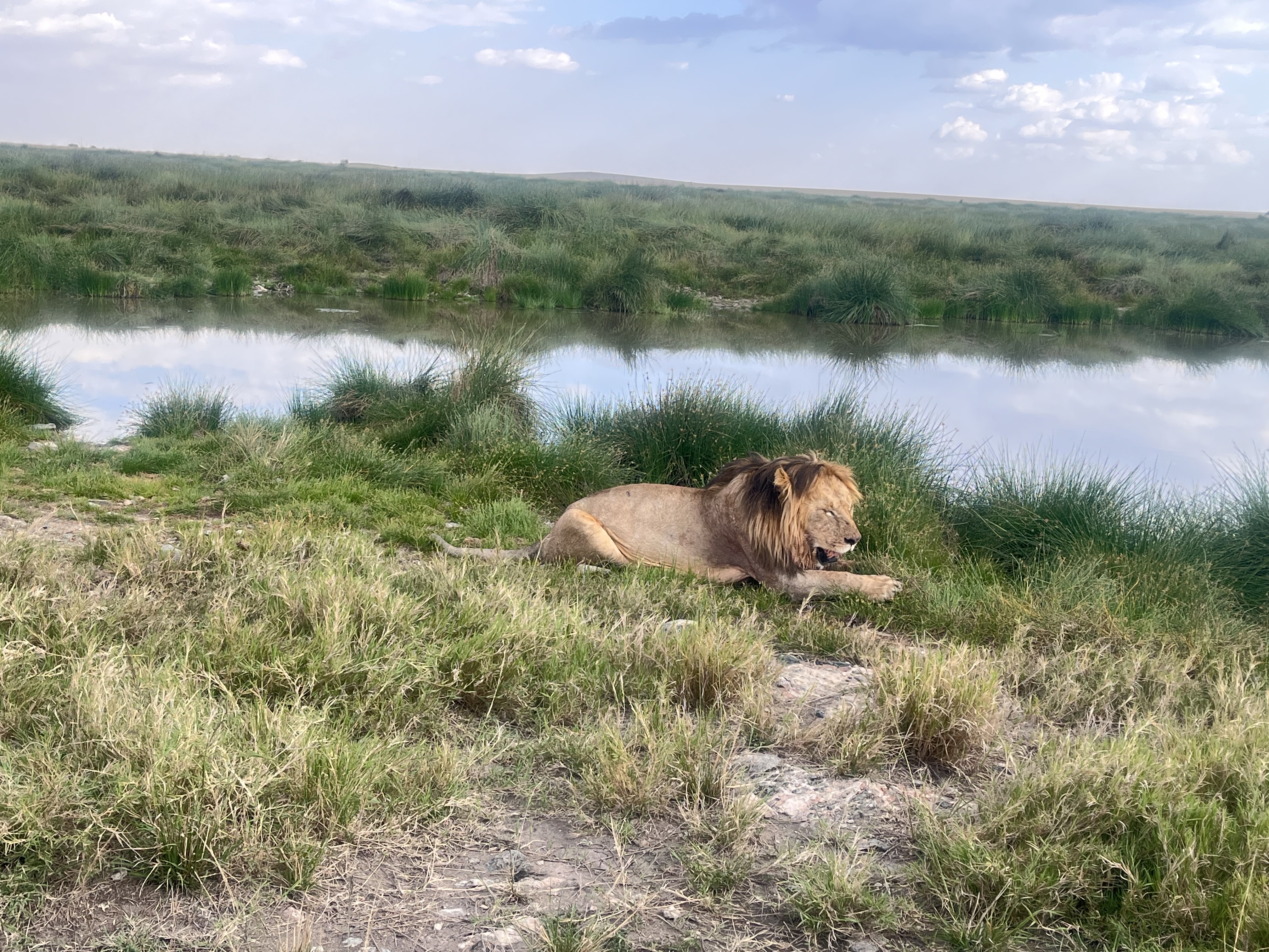 SlideShow Image number: 1 Tanzania Safari - Why Should You Go for a Tanzania Safari? – 6 Reasons to Choose a Tanzania Safari Package