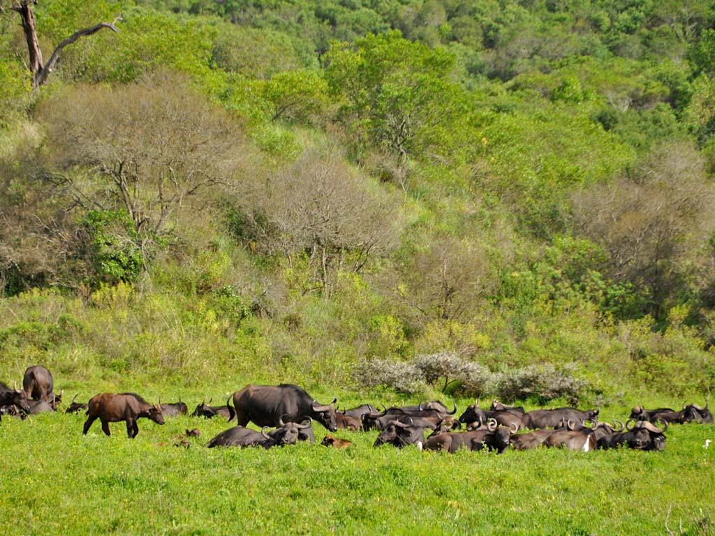 Image Slider No: 3 Kikuletwa Hot Springs Day Trip: A Hidden Oasis in Tanzania
