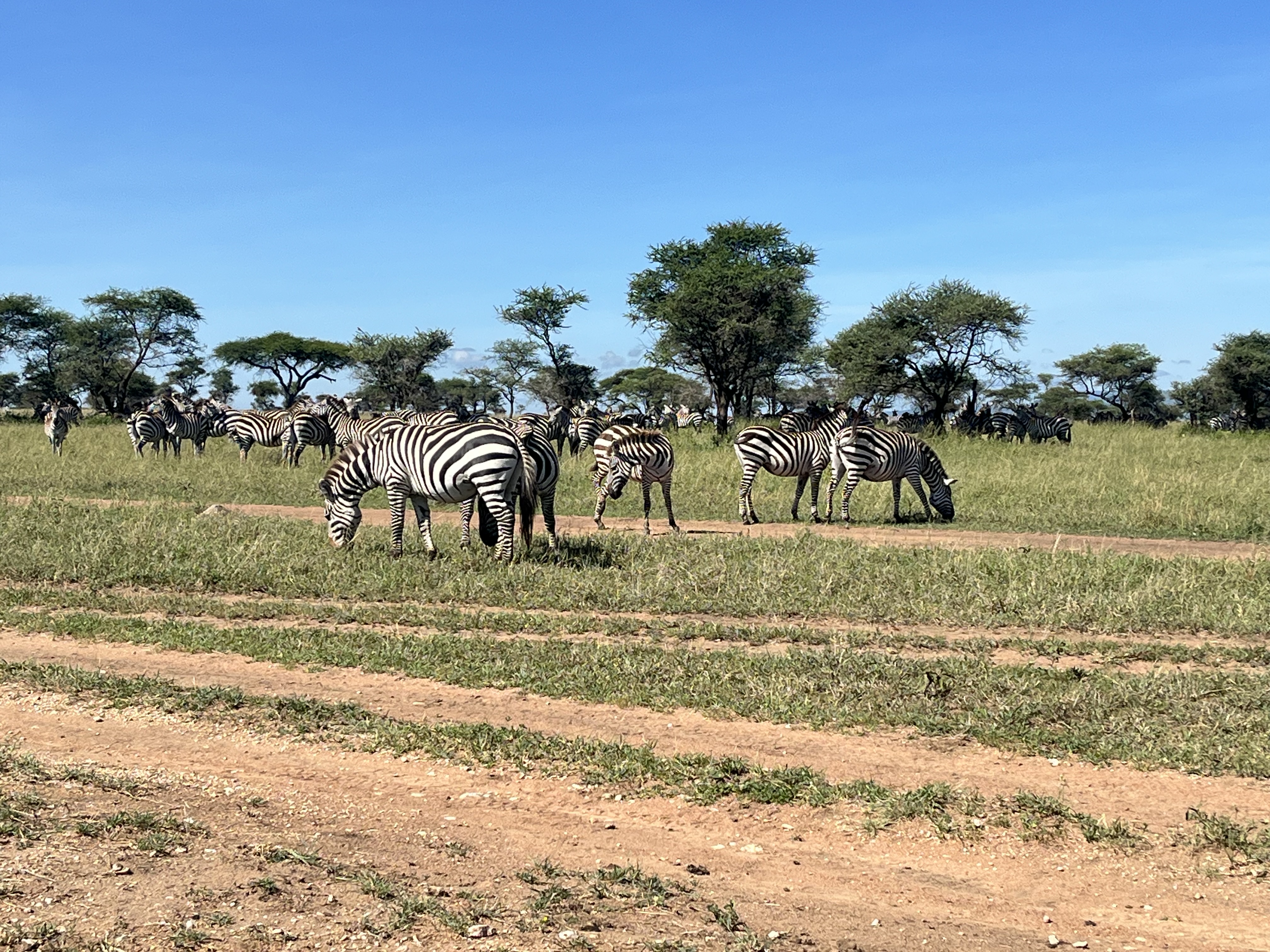SlideShow Image number: 2 Tanzania Safari - The Great Migration in Serengeti: A Month-by-Month Guide to Nature’s Greatest Show