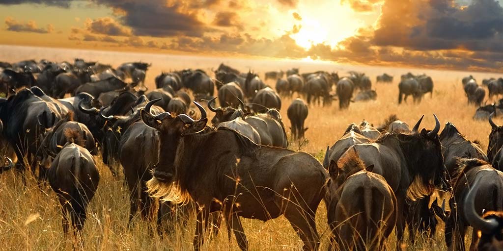 SlideShow Image number: 5 Wild Places - 10 Interesting Facts About Serengeti National Park