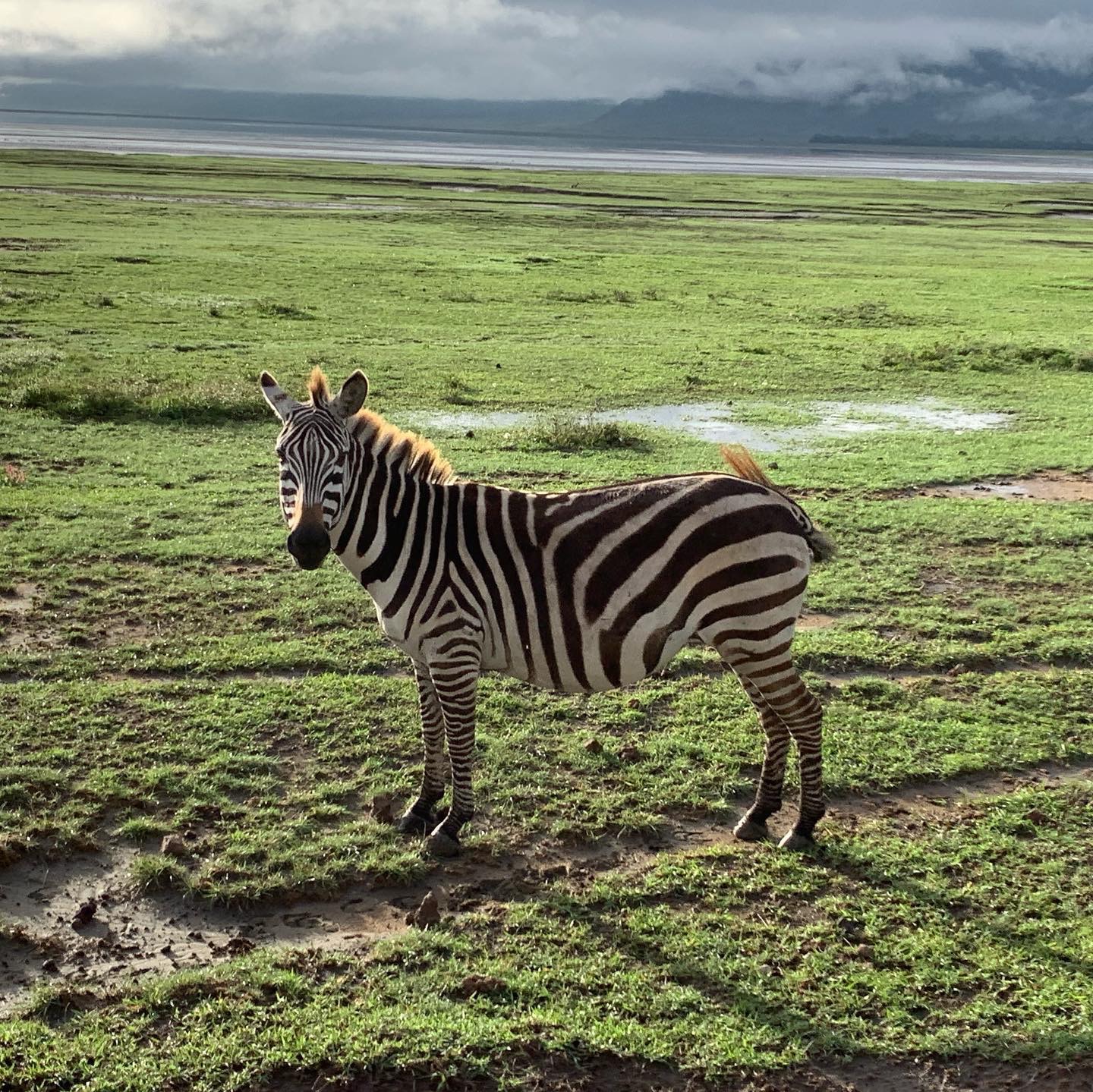 Image Slider No: 4 7 Days Luxury Tanzania Safari