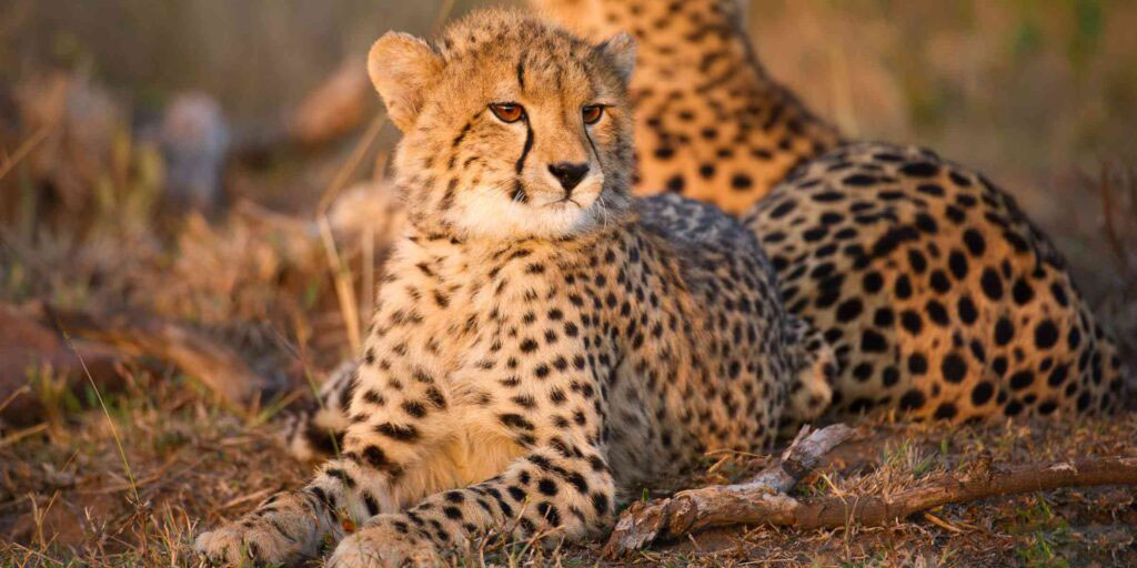 Image Slider No: 3 5-Day Luxury Fly-In Tanzania Safari – Serengeti & Ngorongoro Crater