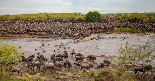SlideShow Image number: 5 Tanzania Safari - Where to See the Great Migration in September: A Complete Guide to Northern Serengeti