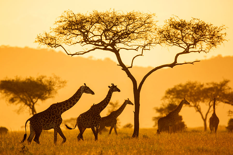 Image Slider No: 3 7 Days Kenya Adventure Safari