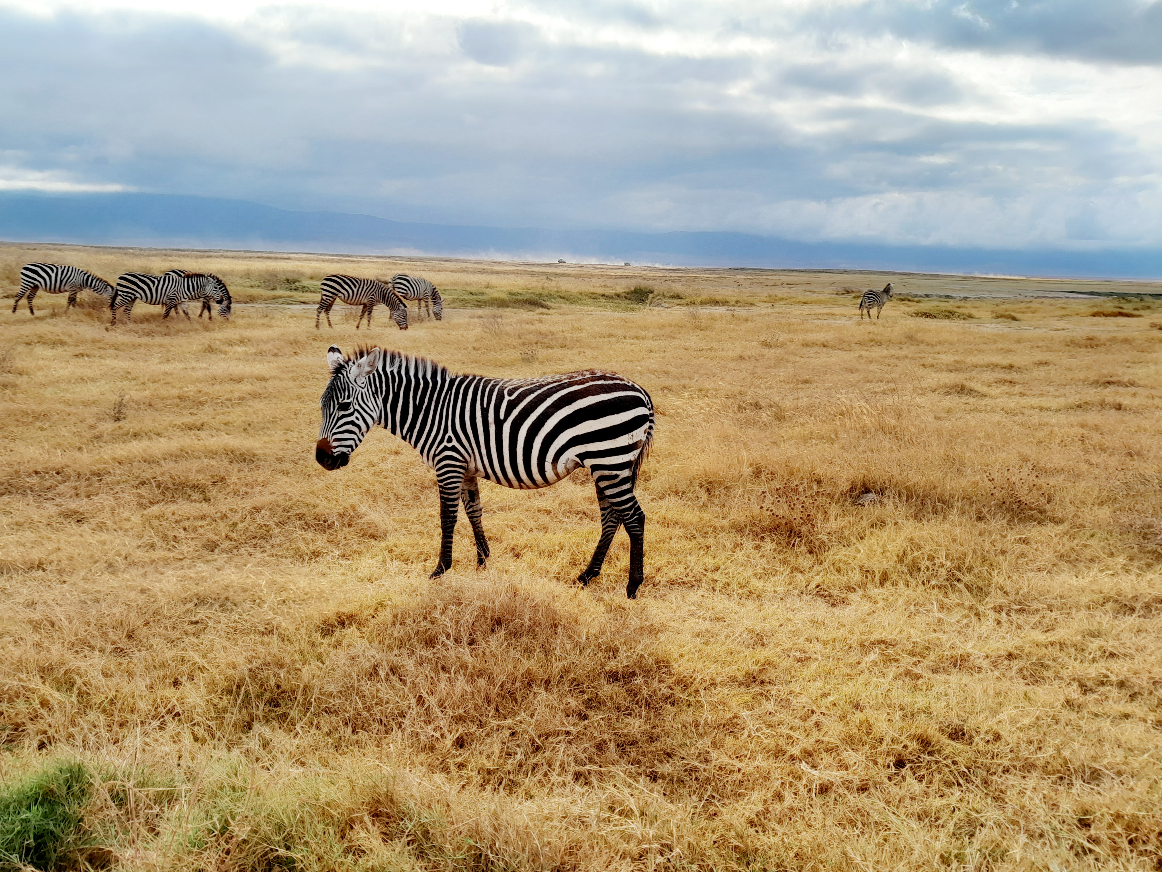 SlideShow Image number: 3 Travel Tips - Discovering the Wonders of Tanzania's Northern Circuit Safari: A Journey of Awe and Amazement