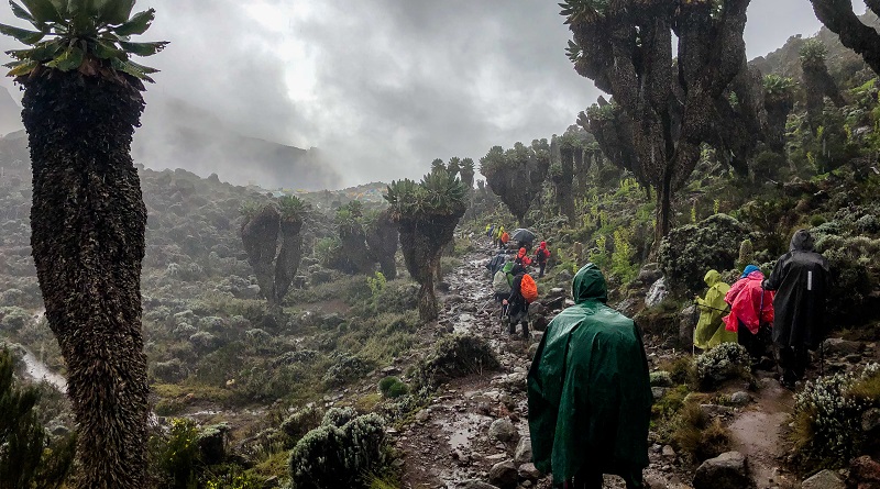SlideShow Image number: 4 Kilimanjaro  - The Ultimate Adventure - Climbing Kilimanjaro and Safari in Tanzania