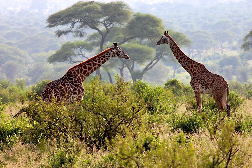 Image Slider No: 2 Walking Tour in Arusha National Park Day Trip