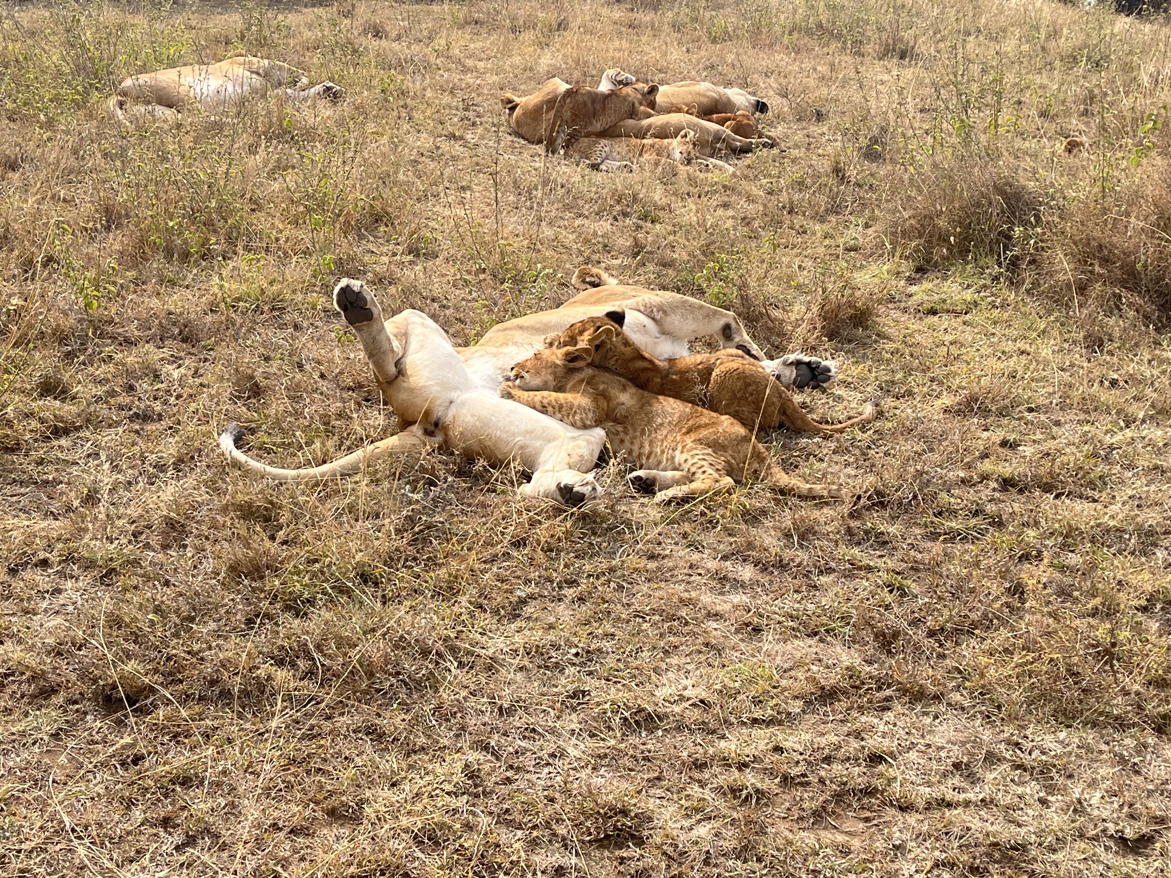 SlideShow Image number: 6 Tanzania Safari - Why Should You Go for a Tanzania Safari? – 6 Reasons to Choose a Tanzania Safari Package