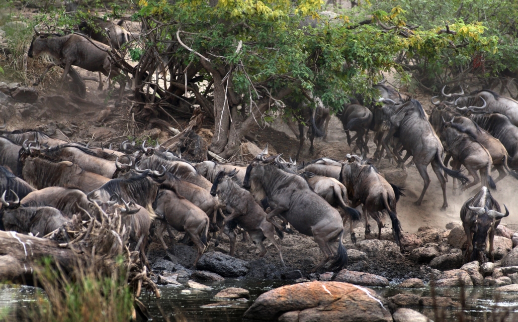 Image Slider No: 4 7 Days Serengeti Wildebeest Migration Safari