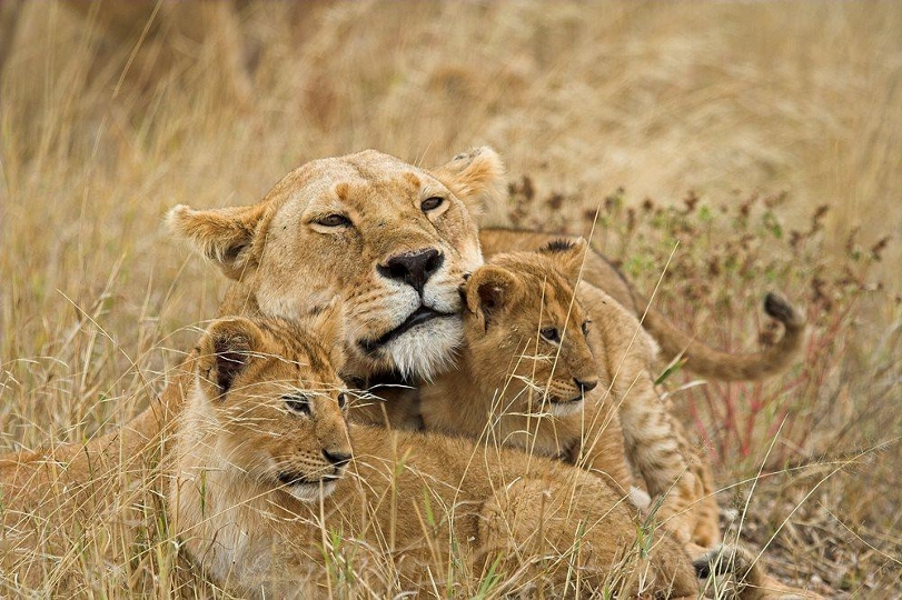 Image Slider No: 4 5-Day Luxury Fly-In Tanzania Safari – Serengeti & Ngorongoro Crater