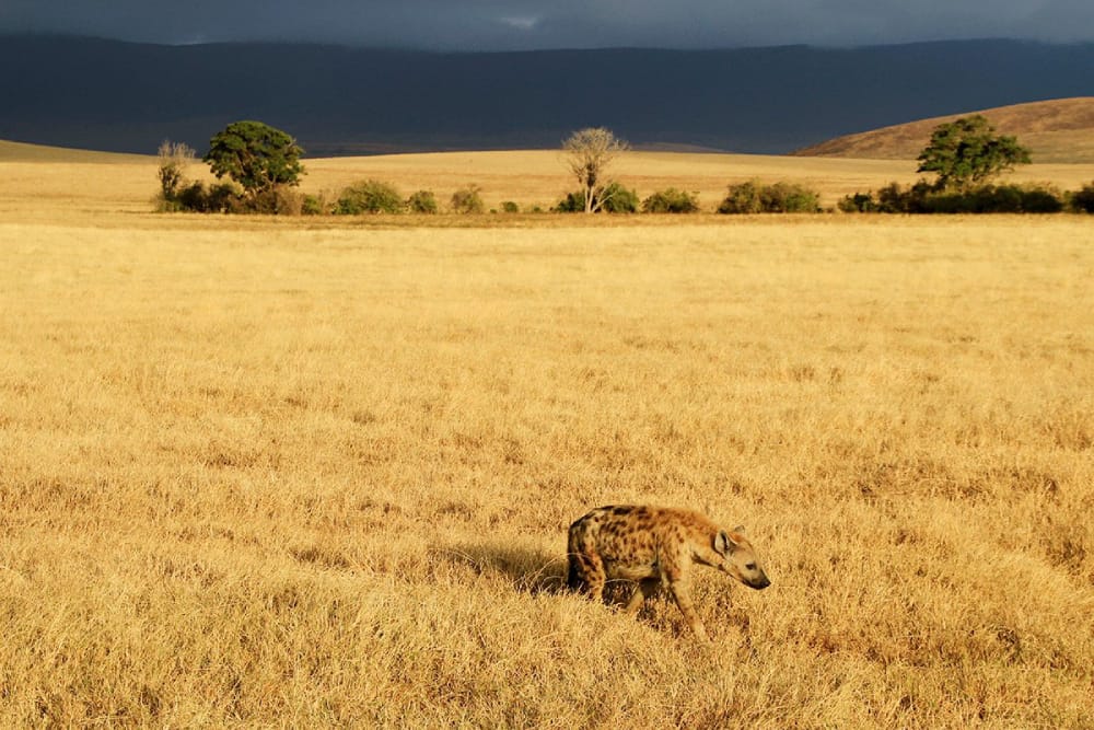 Image Slider No: 2 7 Days Kenya Adventure Safari