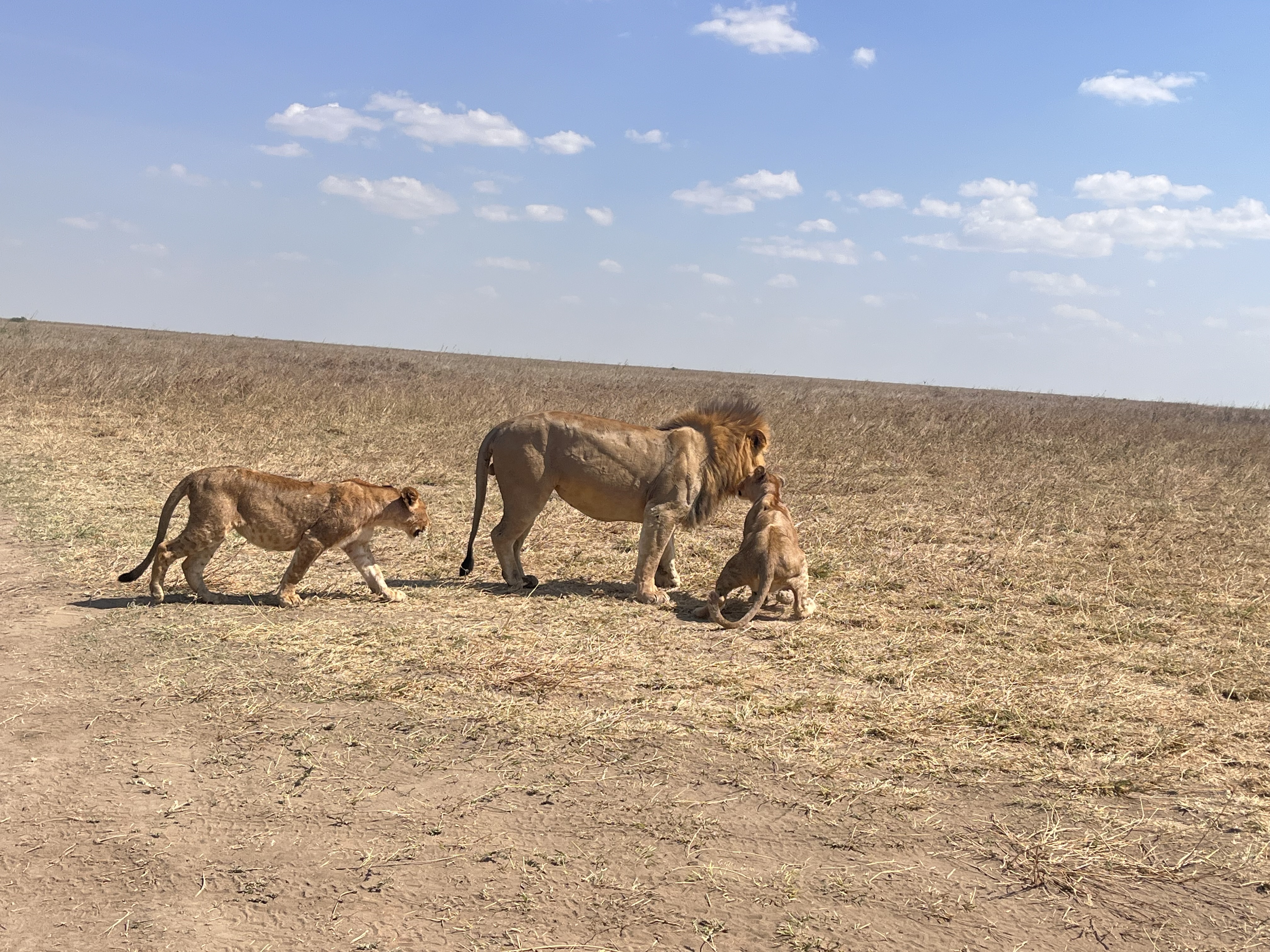 SlideShow Image number: 5 Tanzania Safari - Why Should You Go for a Tanzania Safari? – 6 Reasons to Choose a Tanzania Safari Package