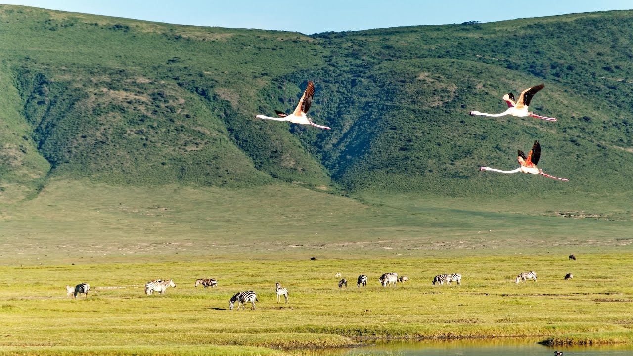 Image Slider No: 3 6-Day Budget Camping Safari in Tanzania – Tarangire, Serengeti & Ngorongoro