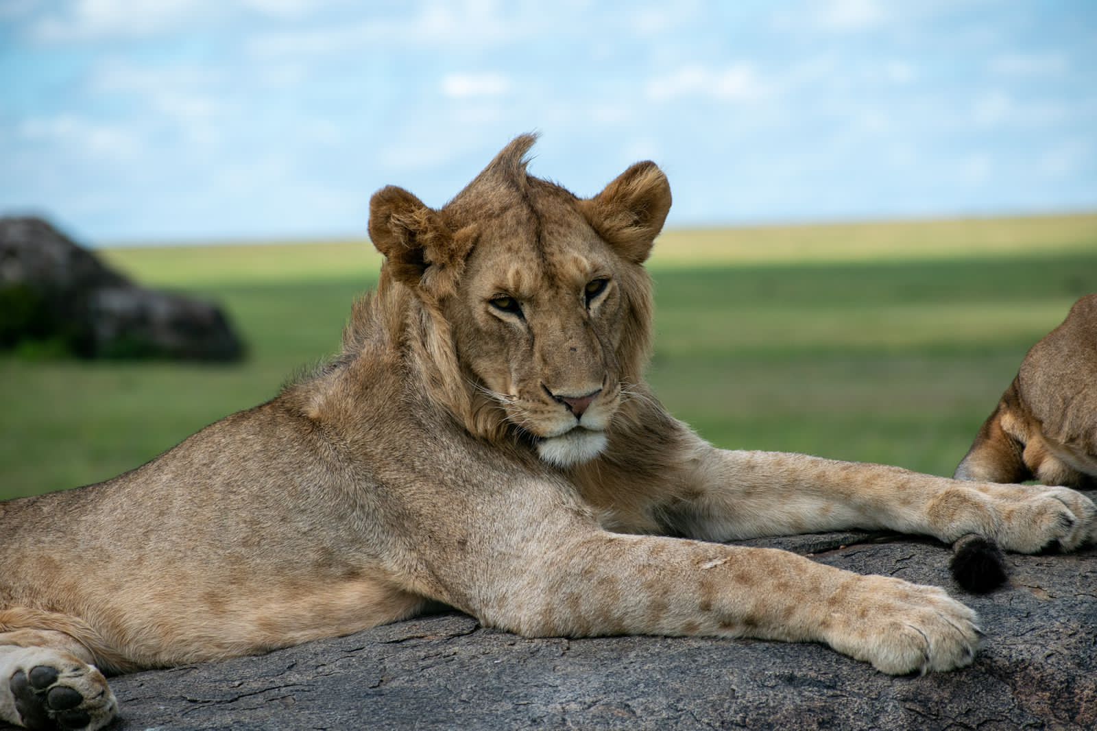 Image Slider No: 7 7 Day The Royal Serengeti Escape