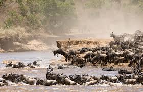 SlideShow Image number: 3 Wild Places - 10 Interesting Facts About Serengeti National Park