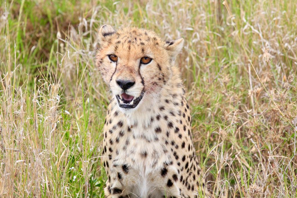 Image Slider No: 3 6-Day Budget Camping Safari in Tanzania – Tarangire, Serengeti & Ngorongoro