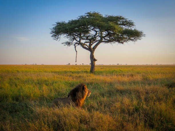 Image Slider No: 6 5-Day Luxury Fly-In Tanzania Safari – Serengeti & Ngorongoro Crater