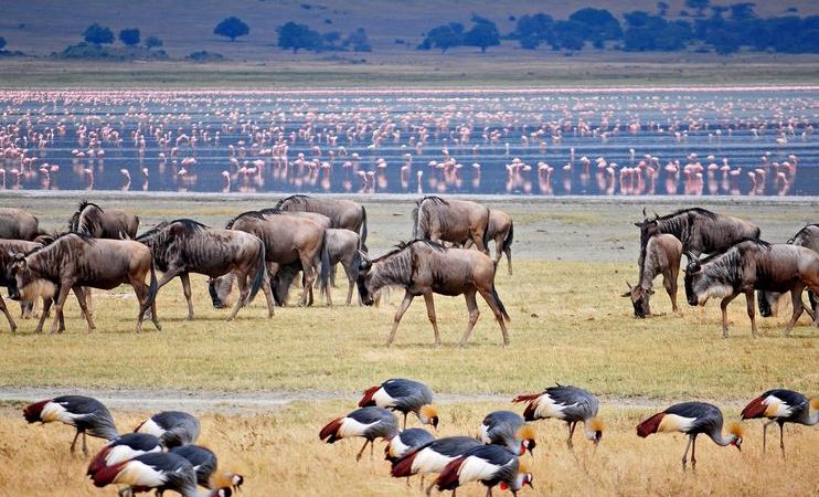 SlideShow Image number: 2 Travel Tips - Discovering the Wonders of Tanzania's Northern Circuit Safari: A Journey of Awe and Amazement