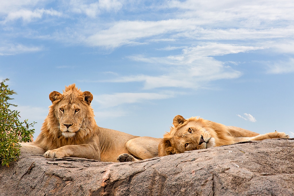 Image Slider No: 5 4-Day Luxury Tanzania Safari – Tarangire & Ngorongoro Crater